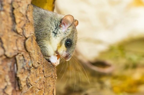European edible dormouse (Glis glis) coming out of a tree hole, Bavaria, Germany