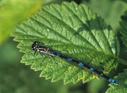 Coenagrion ornatum, ornate flower, azurmaid, damselflies, dragonflies, female, insects,