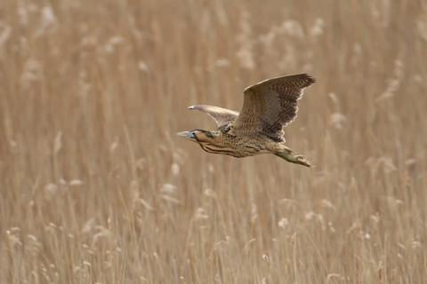 Eurasian or Great bittern (Botaurus stellaris) adult bird flying over a reedbed in spring, RSPB