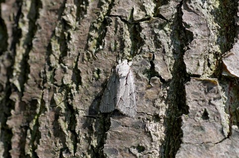 Trident Arrow Owl (Acronicta tridens), night owl, tree trunk, Germany