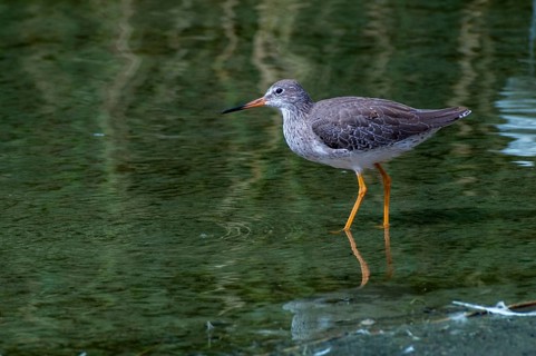 Redshank, redshank, tringa totanus, birds, charadriiformes, limikolen, resting dress, snipe birds,