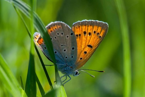 Large copper, Lycaena dispar, Bulgaria, butterfly, female, insects, butterfly, butterflies,