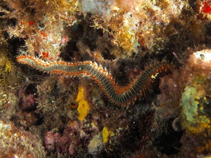 A fire-spurting worm (Hermodice carunculata) moves through a reef, Risco Verde dive site, Arinaga,