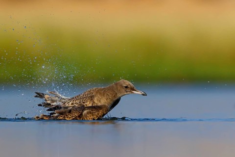 Hemprich's Gull, (Ichthyaetus hemprichii), (Larus hemprichii), Fish Eagle Gull Salalah, Raysut,