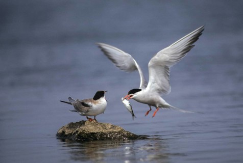 Common tern, common tern, sterna hirundo, birds, charadriiformes, feeding, flying, flight, feeding,