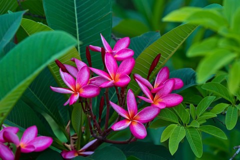 Frangipani trees (Plumeria rubra), the national flower of Laos, by the stone steps leading up to