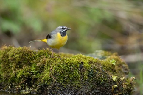 Grey wagtail (Motacilla cinerea) adult male bird calling on a rock in a river, England, United