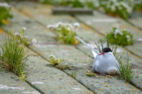 Arctic tern, arctic tern, Norway, sterna paradisaea, varanger, birds, breed, brood,