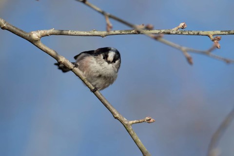 Long tailed tit (Aegithalos caudatus) adult bird on a tree branch, England, United Kingdom