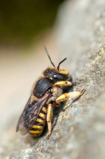 Anthidium manicatum, apidae, bees, European wool carder bee, garden woolbee, large woolbee,