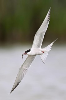 Common tern (Sterna hirundo), in flight with a fish in its beak, Saintes-Marie-de-la-Mer, Camargue,