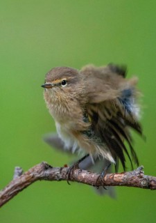 Chiffchaff, phylloscopus collybita, zilpzalp, birds, plumage, high size, portrait, passeri,