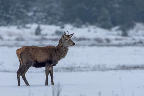 Red deer (Cervus elaphus) in a meadow in a snow-covered winter landscape, winter, cold, snow,