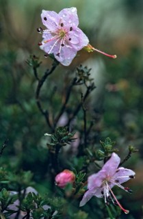 Alpine rose, dwarf alpine rose, ericaceae, heather family, rhodothamnus chamaecistus, Slovenia,