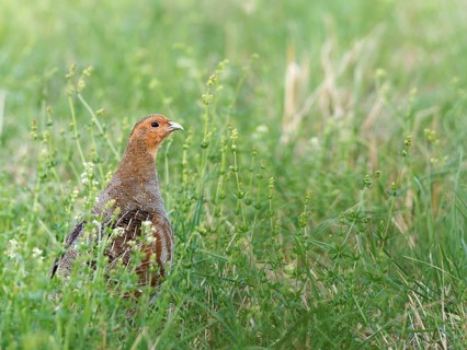 Partridge (Perdix perdix) in a meadow, Solms, Hesse, Germany