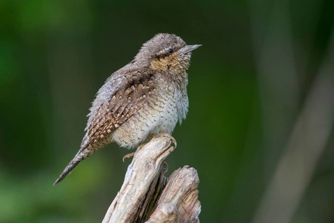 Jynx Torquilla, Wryneck, Birds, Piciforms, Woodpeckers, Birds, Woodpecker