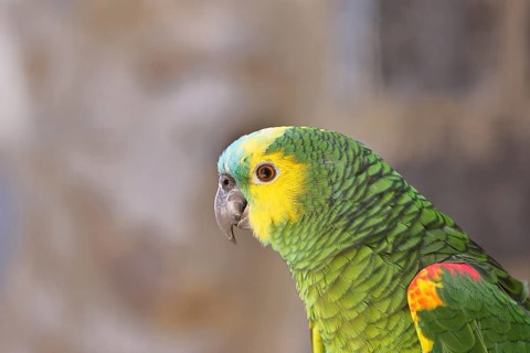 Blue-fronted Amazon (Amazona aestiva), animal portrait, captive, occurrence in South America,