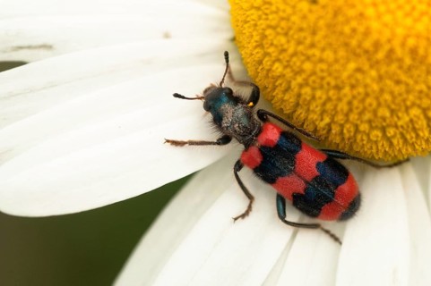 Bee beetle, bee wolf, common bee beetle, immense beetle, immense wolf, trichodes apiarius, beetle,