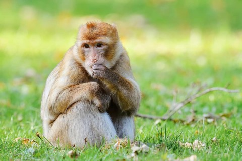 A Barbary macaque or magot (Macaca sylvanus) is sitting in a meadow eating, found in Morocco,