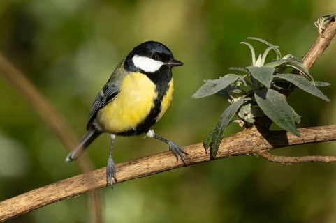 Great tit (Parus major) adult bird on a Buddleia bush branch, England, United Kingdom