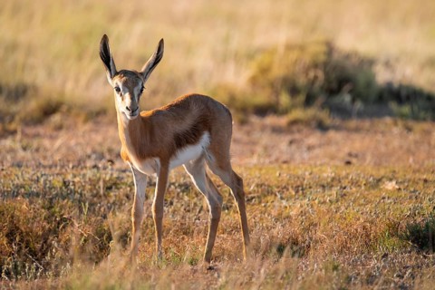 Young springbok (Antidorcas marsupialis) in meadow, Mountain Zebra National Park, South Africa