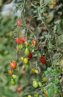 Cherry tomatoes, tomato plant with ripe and unripe fruits, North Rhine-Westphalia, Germany