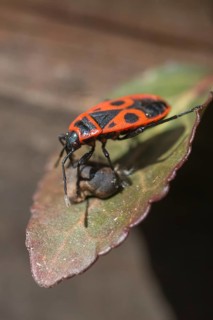 Firebug, common firebug, heteroptera, Pyrrhocoris apterus, prey, capture, hunting, insects,