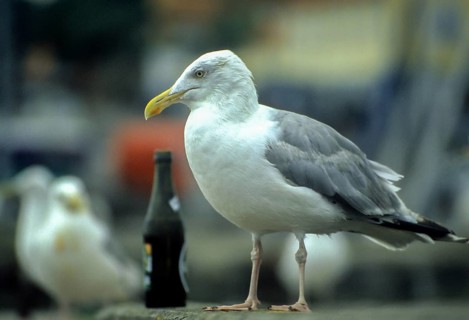 Herring gull, Larus argentatus, herring gull, adult, beer gull, birds, charadriiformes, adult,