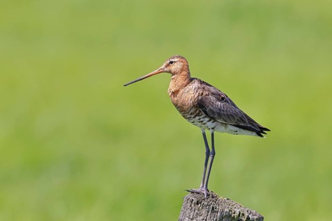 Black-tailed Godwit (Limosa limosa), perched on a fence post, godwits, wildlife, nature