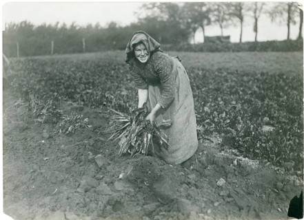 Bavaria, field work, harvest, girl, maid, woman's work, A woman working in a field smiling and