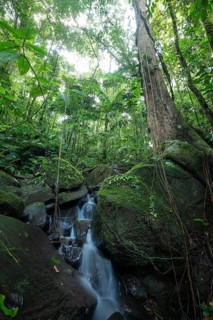 Daytime, small stream and waterfall flowing over mossy rocks in a primary rainforest with a large