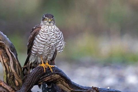 Eurasian Sparrowhawk (Accipiter nisus) female perched on a branch, Saxony-Anhalt, Germany