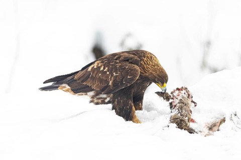 Golden eagle (Aquila chrysaetos) Austria