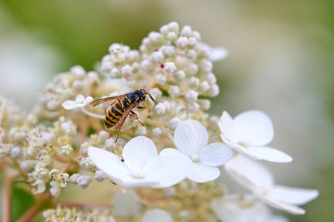 Common Wasp (Vespula vulgaris) on White Hydrangea Flower in Summer Garden