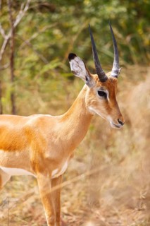 Impala (Aepyceros), Akagera National Park or Kagera National Park, Eastern Province, Rwanda