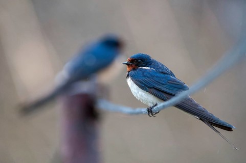 Hirundo rustica, house martin, swallow, birds, passeri, swallows, songbirds, songbirds, birds