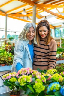 Smiling mother and adult daughter choose colorful potted hydrangeas and flowering plants together