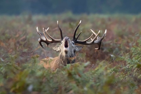 Red deer (Cervus elaphus) adult male stag animal roaring during the rutting season in bracken,