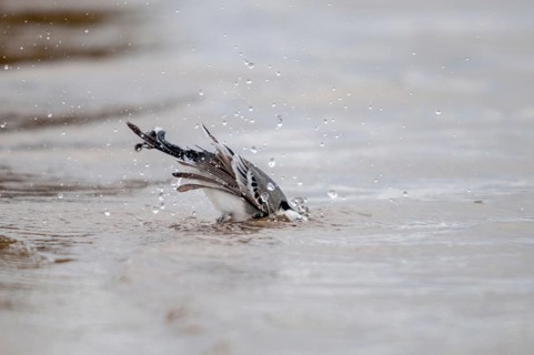 Wagtail, Motacilla Alba, White Wagtail, Bath, Birds, Passeri, Songbirds, Birds