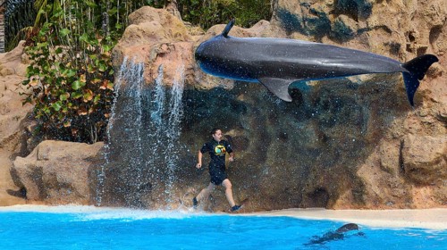 A trainer jumps next to a flying dolphin in front of a rocky background, dolphin, dolphin