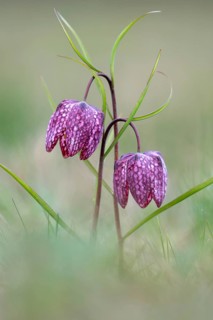 Snake's-head fritillary (Fritillaria meleagris), Luising, Burgenland, Austria