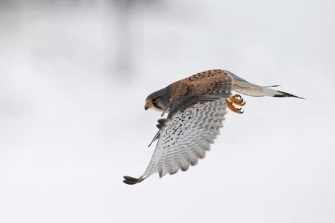 Kestrel (Falco tinnunculus) in the snow, Bitburg, Rhineland-Palatinate, Germany