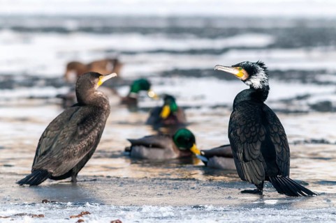 Black shag, cormorant, phalacrocorax carbo, adult, birds, ice, adult, sexually mature, ice,