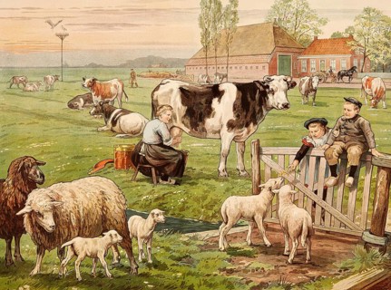 Rural scene with a farmer milking a cow surrounded by other cows, sheep and lambs, around 1906,