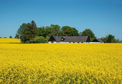 Field with blooming rapeseed in front of a farm buildings in Simrishamn municipality, Skåne county,