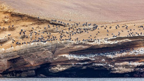A dense flock of birds has settled on a sloping rock in the coastal area, brown pelicans hunting on
