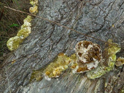Thin walled maze polypore, Rough Tramete, Red Tramete, Red-spotted roller, Three-coloured Tramete