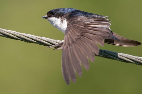 Delichon urbica, house martin, house martins, birds, plumage care, adolescent, juvenile, passeri,