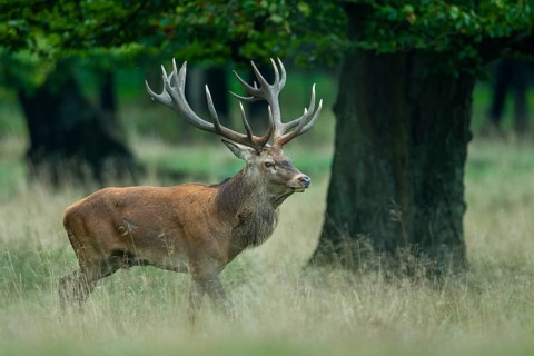 Red deer (Cervus elaphus) in rut, Klamptenborg, Copenhagen, Denmark