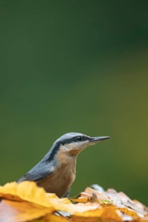 Eurasian nuthatch (Sitta europaea) adult bird on fallen autumn colour tree leaves in a woodland,